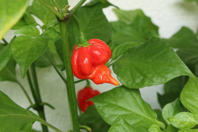 Hot Pepper: Trinidad Scorpion Butch T