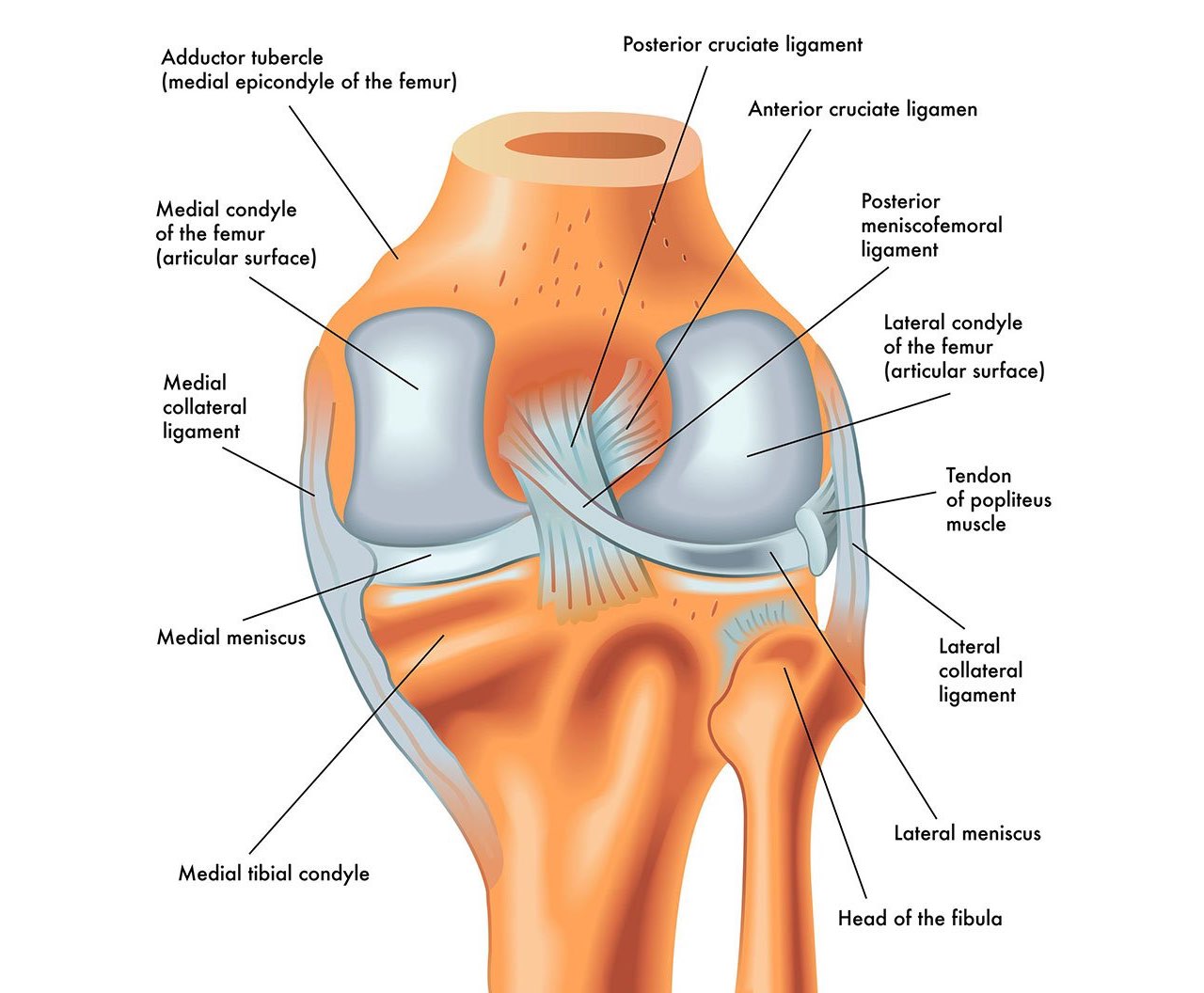 Knee anatomy diagram